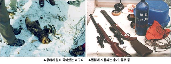 창애에 걸려죽은 너구리와 밀렵꾼들의 밀렵도구 